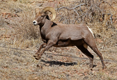 Rocky Mountain Bighorn Sheep 2019-11-12