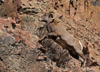 Rocky Mountain Bighorn Sheep 2019-11-12