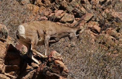 Rocky Mountain Bighorn Sheep 2019-11-12