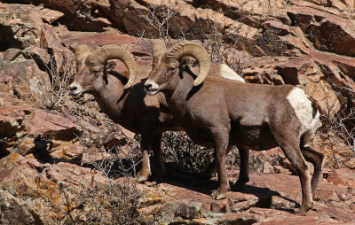 Rocky Mountain Bighorn Sheep 2019-11-12