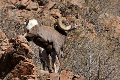 Rocky Mountain Bighorn Sheep 2019-11-12