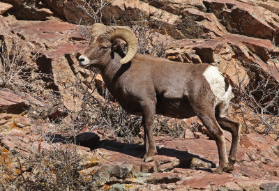 Rocky Mountain Bighorn Sheep 2019-11-12