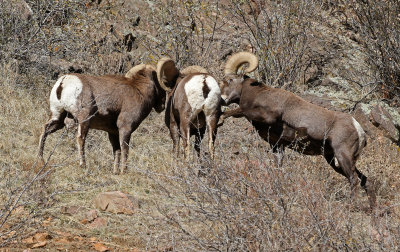 Rocky Mountain Bighorn Sheep 2019-11-12