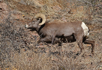 Rocky Mountain Bighorn Sheep 2019-11-12