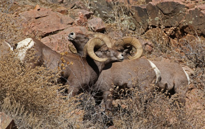 Rocky Mountain Bighorn Sheep 2019-11-12