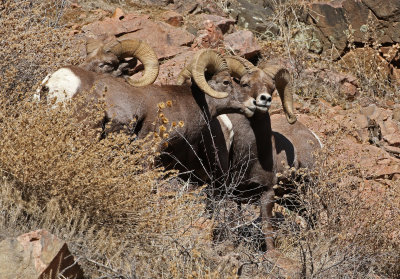 Rocky Mountain Bighorn Sheep 2019-11-12