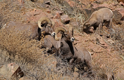 Rocky Mountain Bighorn Sheep 2019-11-12