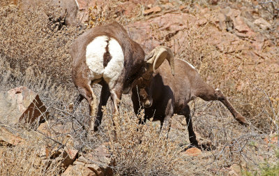 Rocky Mountain Bighorn Sheep 2019-11-12