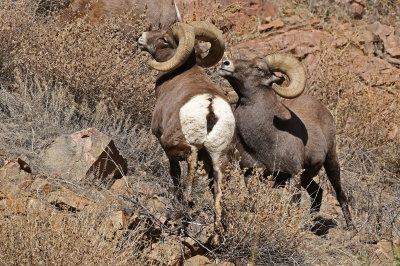 Rocky Mountain Bighorn Sheep 2019-11-12