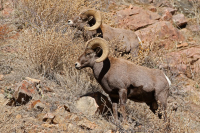 Rocky Mountain Bighorn Sheep 2019-11-12