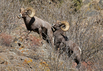 Rocky Mountain Bighorn Sheep 2019-11-12