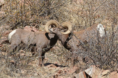 Rocky Mountain Bighorn Sheep 2019-11-12