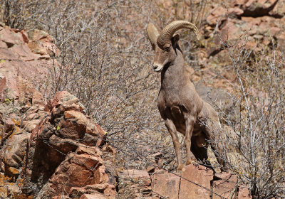 Rocky Mountain Bighorn Sheep 2019-11-12