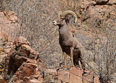 Rocky Mountain Bighorn Sheep 2019-11-12