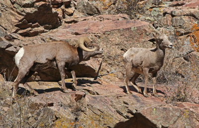 Rocky Mountain Bighorn Sheep 2019-11-12