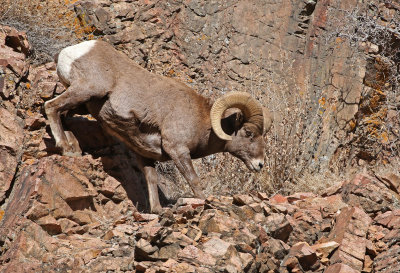 Rocky Mountain Bighorn Sheep 2019-11-12