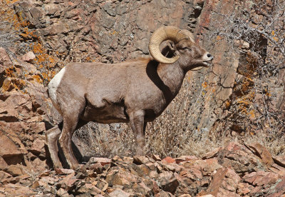 Rocky Mountain Bighorn Sheep 2019-11-12