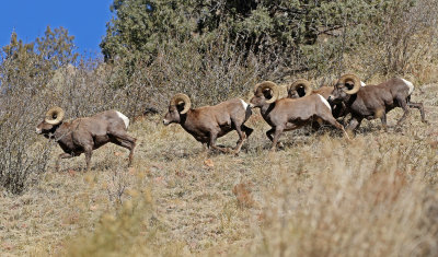 Rocky Mountain Bighorn Sheep 2019-11-12