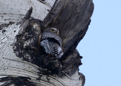Northern Pygmy-Owl 2019-11-04