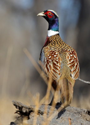 Ring-necked Pheasant 2020-01-20