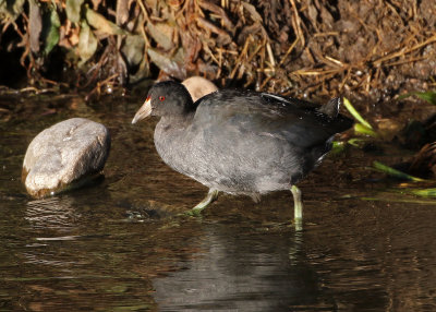 American Coot 2020-10-30