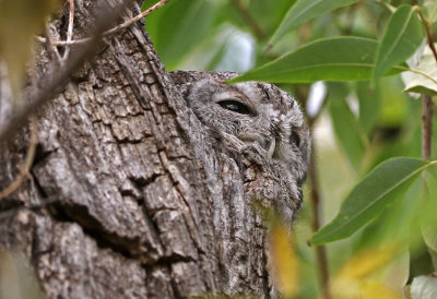 Eastern Screech-Owl 2020-09-22