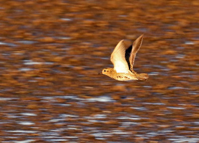 European Golden-Plover 2020-10-11