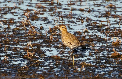 European Golden-Plover 2020-10-11