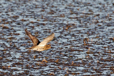 European Golden-Plover 2020-10-11