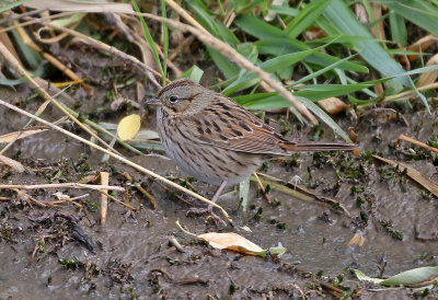 Lincoln's Sparrow 2020-09-27