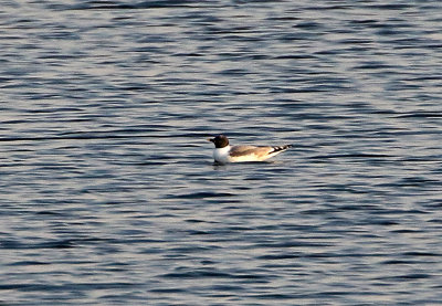 Sabine's Gull 2020-09-22