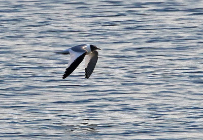 Sabine's Gull 2020-09-22