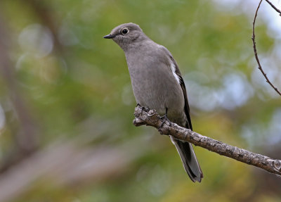 Townsend's Solitaire 2020-09-27