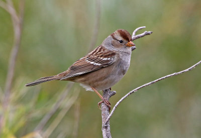 White-crowned Sparrow 2020-09-27