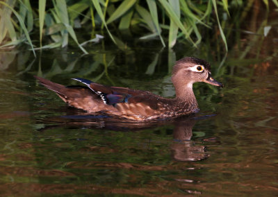 Wood Duck 2020-09-18