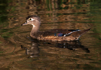 Wood Duck 2020-09-18