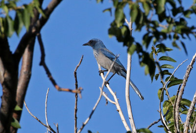 Woodhouse's Scrub-Jay 2020-10-11