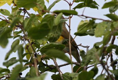 Yellow-breasted Chat 2020-09-22