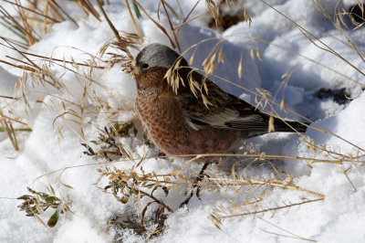 Gray-crowned Rosy-Finch 2020-11-10