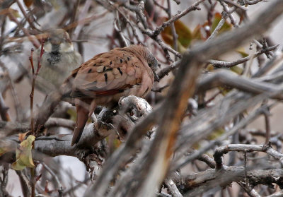 Ruddy Ground Dove 2020-11-14