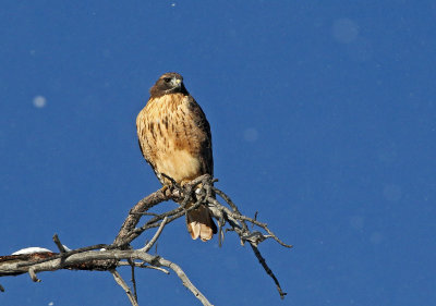 Red-tailed Hawk 2020-11-10