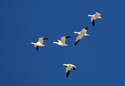 Snow Goose 2020-11-10