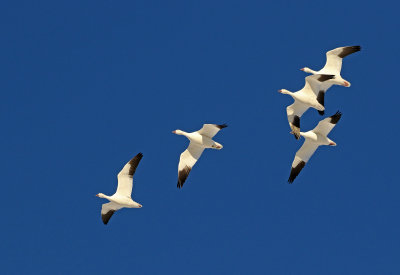 Snow Goose 2020-11-10