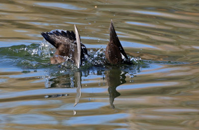 White-winged Scoter 2020-11-05