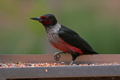 Lewis's Woodpecker 2021-05-30