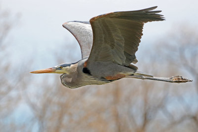 Great Blue Heron 2021-04-29