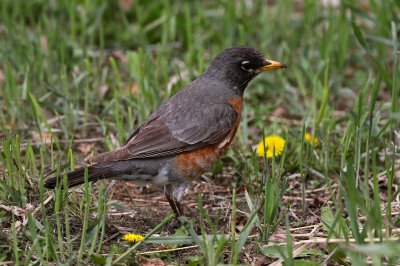 American Robin 2021-05-09