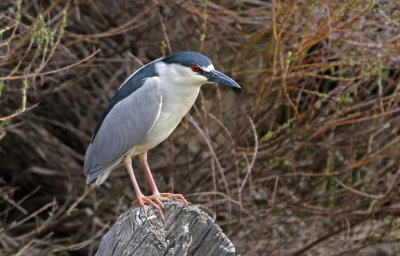 Black-crowned Night-Heron 2021-05-09