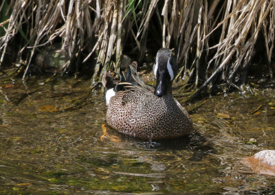Blue-winged Teal 2021-05-08
