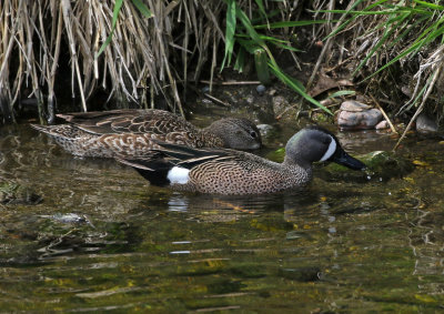 Blue-winged Teal 2021-05-08